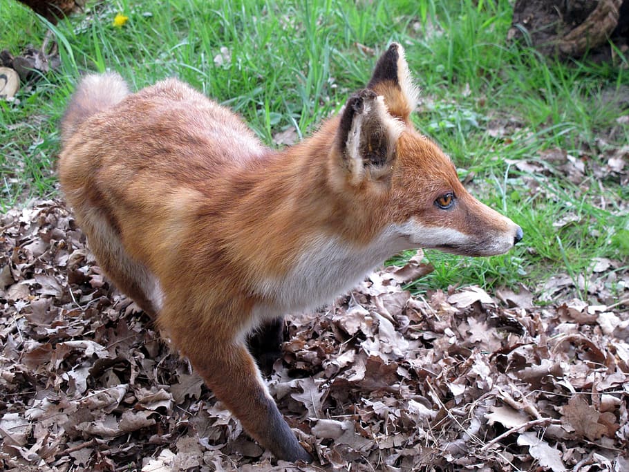 animals, fuchs, forest, nature, one animal, animal themes, mammal HD wallpaper