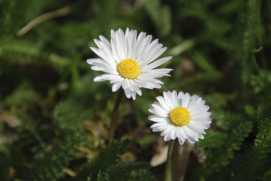 spring, flowers, daisies, flowering plant, freshness, vulnerability HD wallpaper