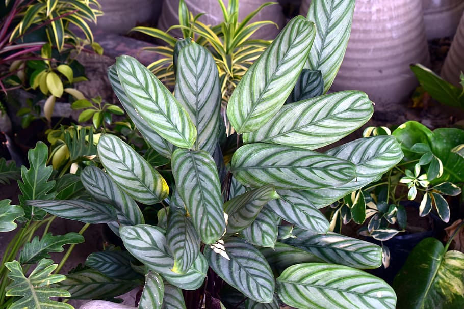 green leaves, croton, reticulate venation, ornamental leaves, HD wallpaper