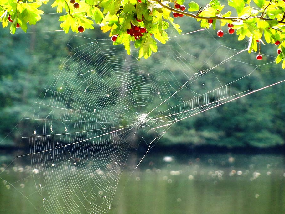 cobweb, network, tender, lake, nature, mood, autumn, sparkle HD wallpaper