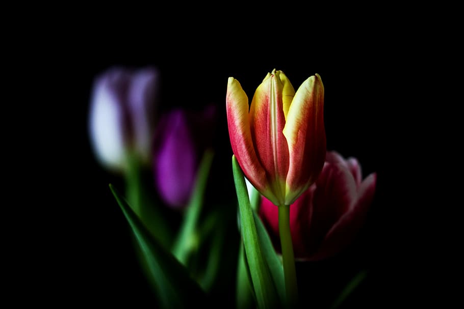 nature, tulip, flower, plant, bright, leaf, summer, easter, HD wallpaper