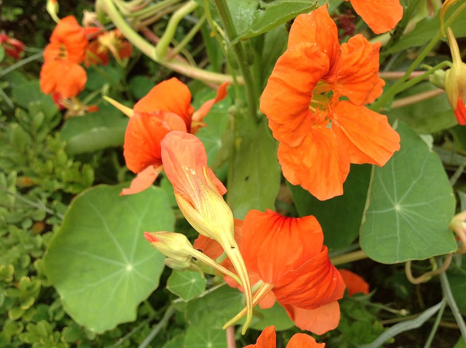 nasturtium, spring, orange, flowering plant, fragility, vulnerability HD wallpaper