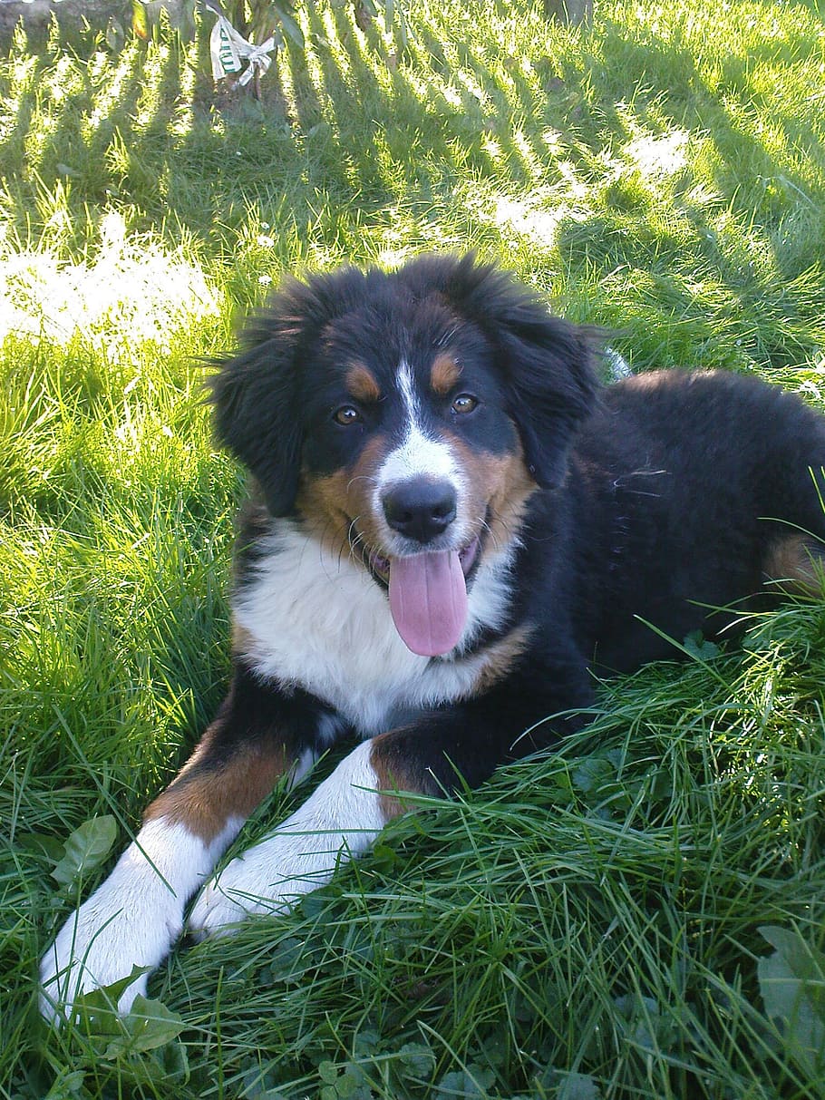 puppy, dog, view, canine, one animal, grass, domestic, pets HD wallpaper