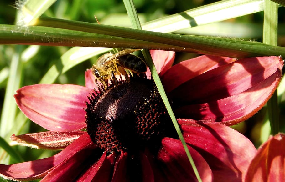 bee, collect nectar, close, insect, blossom, bloom, collect pollen HD wallpaper