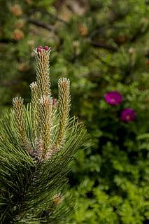 conifer, spring, tap, nature, forest, tree, branch, green, needles HD wallpaper