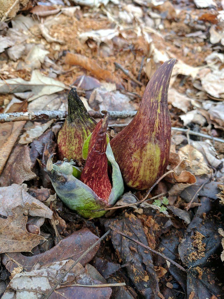 spring, nature, sprouting, skunk cabbage, plant part, leaf HD wallpaper