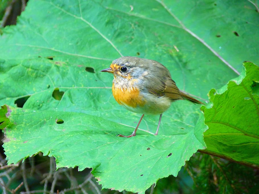 Bird, Robin, Fly, Young, Animal, erithacus rubecula, species HD wallpaper