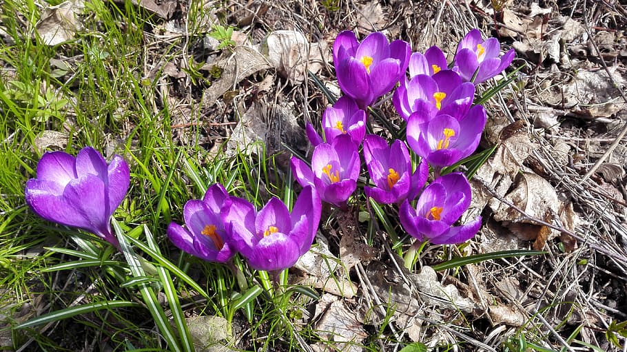 flower, spring, nature, flowering plant, purple, vulnerability HD wallpaper