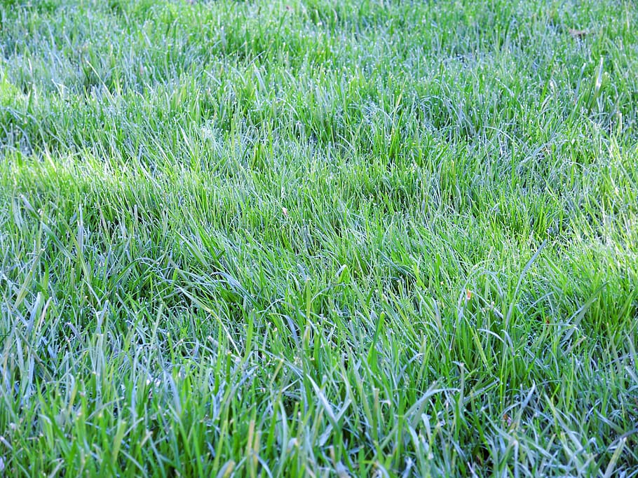 nature, rush, grass, dew, background, green, meadow, mowed HD wallpaper