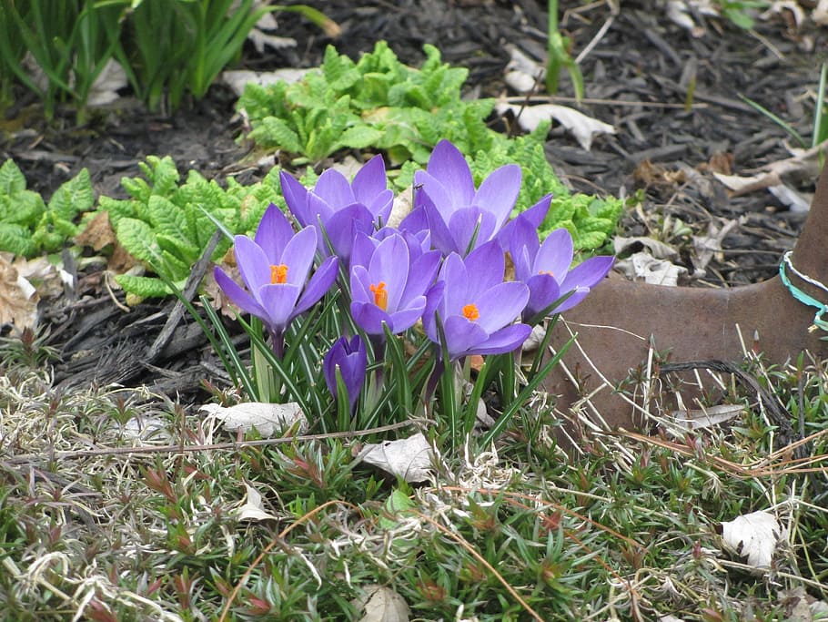 crocus, blossom, spring, flower, flowering plant, growth, vulnerability HD wallpaper