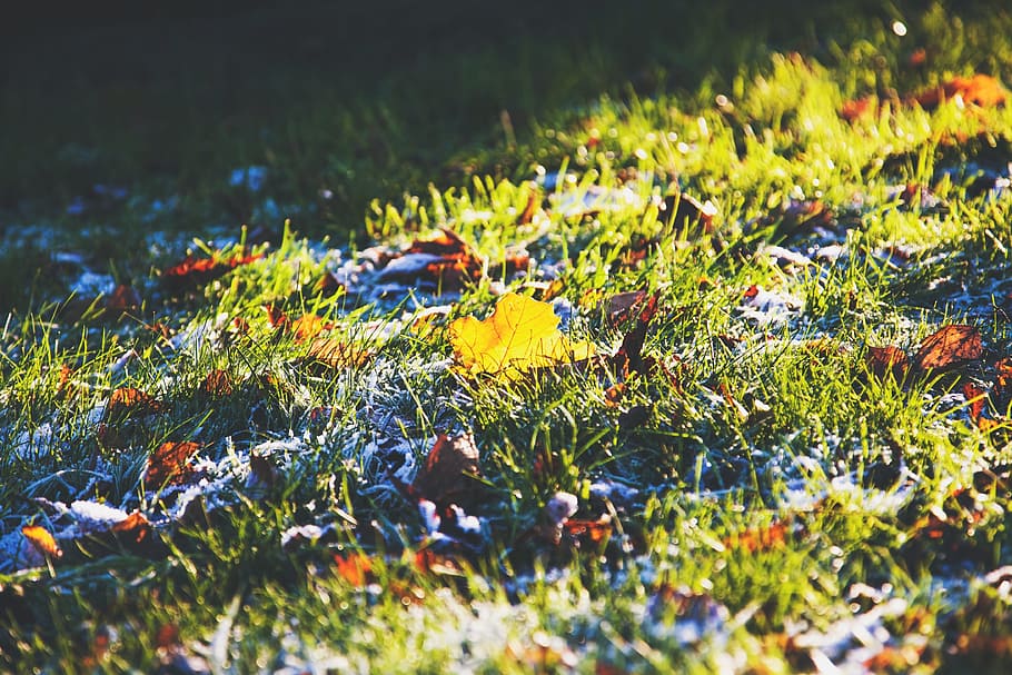 green, grass, leaves, ground, frost, plant, leaf, selective focus, HD wallpaper