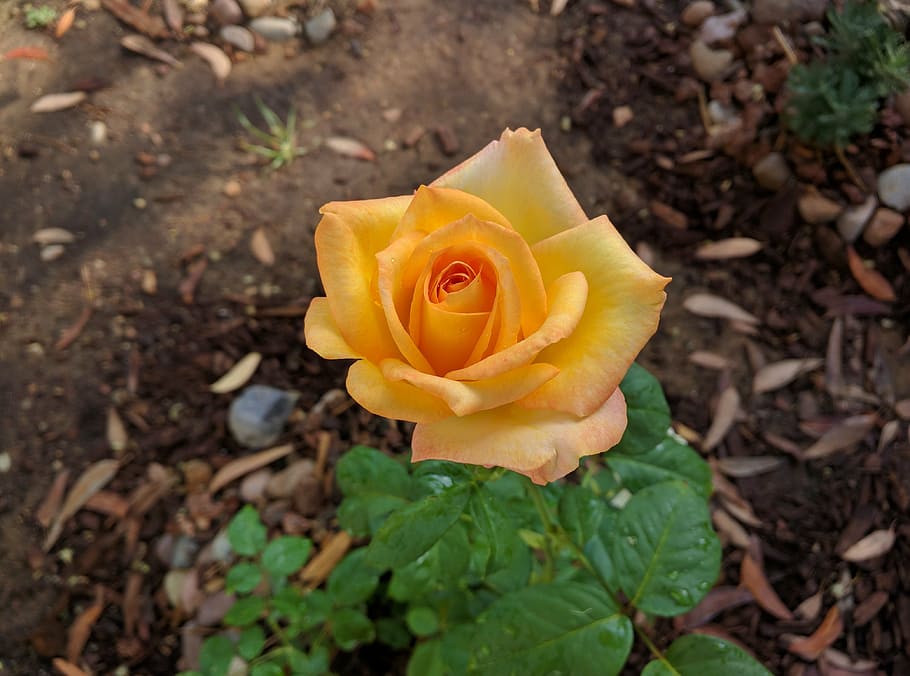 rose, flower, yellow, flowering plant, beauty in nature, rose - flower HD wallpaper