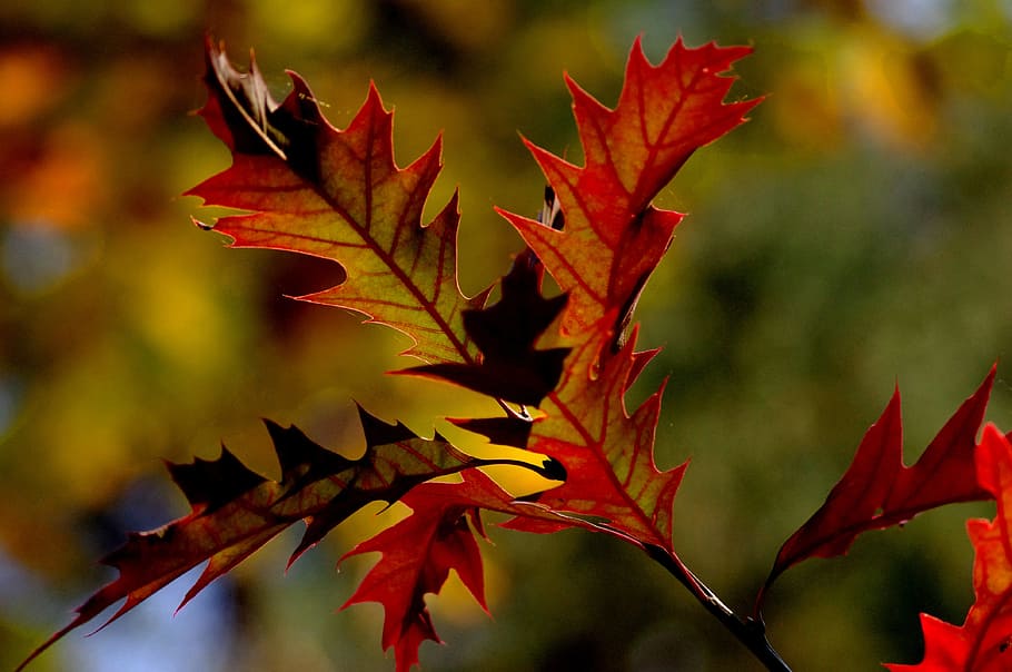 leaf, autumn, red, forest, foliage, tree, sprig, nature, plant part HD wallpaper