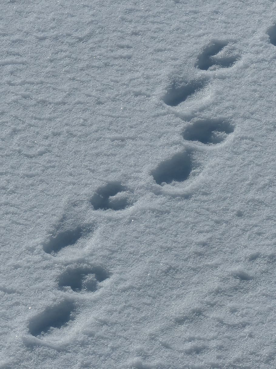 spitsbergen, polar bears, traces, snow, paw prints, cold temperature, HD wallpaper