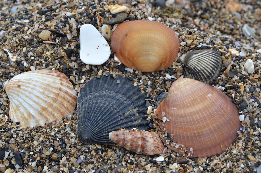 sand, shells, ochre, animal wildlife, animal shell, land, seashell