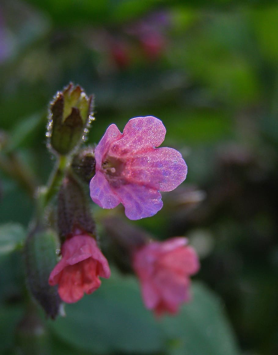 spring, flower field, pink flower, pulmonaria officinalis moth
