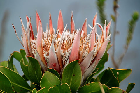 pink king protea flower, Blossom, Bloom, national flower, flora HD wallpaper