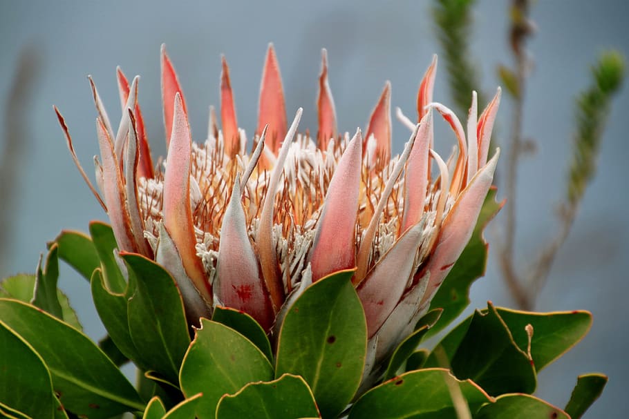 Protea-flower 1080P, 2K, 4K, 5K HD wallpapers free download | Wallpaper