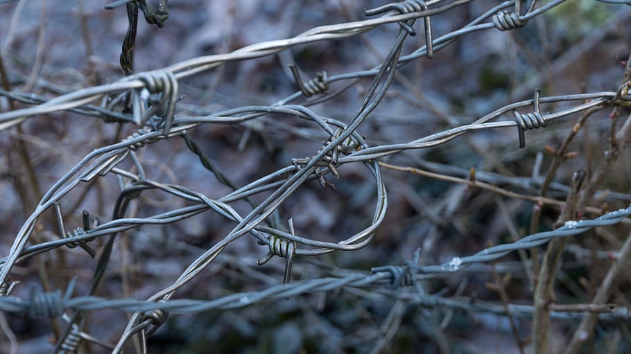 barbed wire, metal, close, focus on foreground, plant, tree HD wallpaper