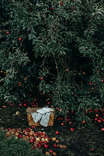 photo of basket near fruits and tree, brown wicker basket under green tree HD wallpaper