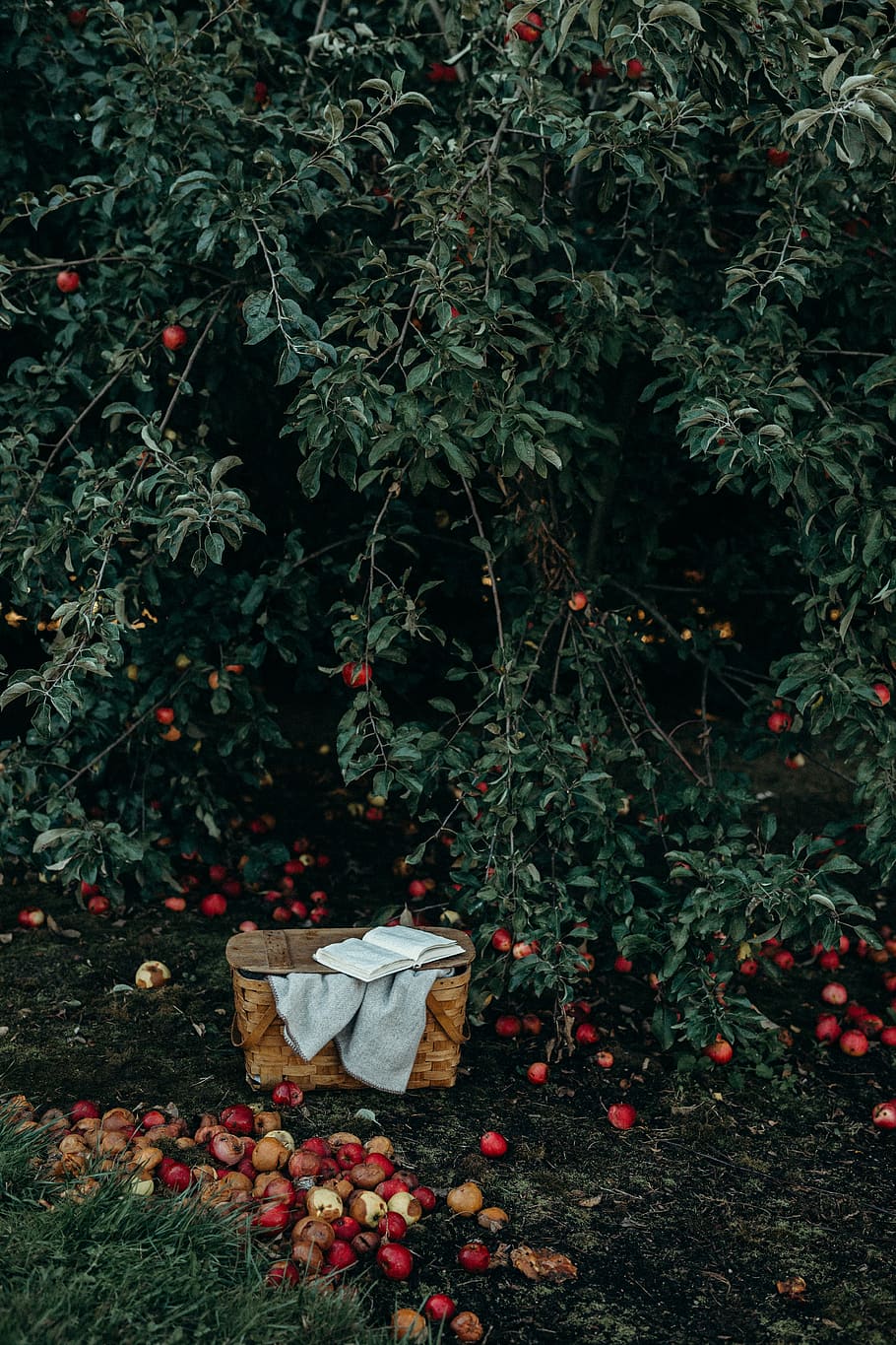photo of basket near fruits and tree, brown wicker basket under green tree, HD wallpaper