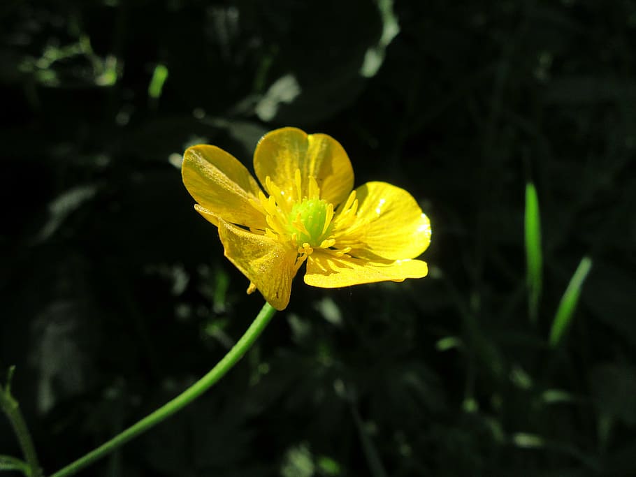 buttercup, yellow, blo, petals, macro, yellow flower, landscape, HD wallpaper