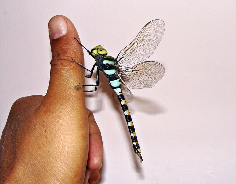 closeup photo of black and teal spotted dragonfly perching on human fingre HD wallpaper