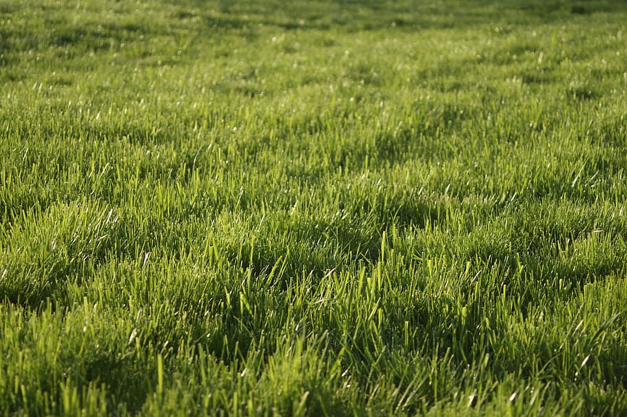 grass, lawn, spring, green, gardening, park, field, natural HD wallpaper