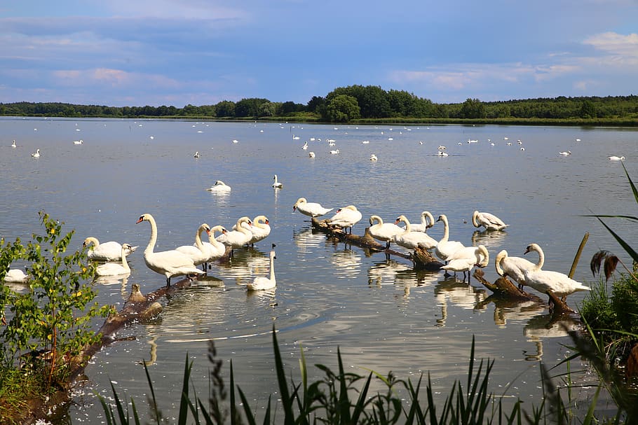 mati, lake, sky, clouds, pond, reeds, birds, swans, nature HD wallpaper