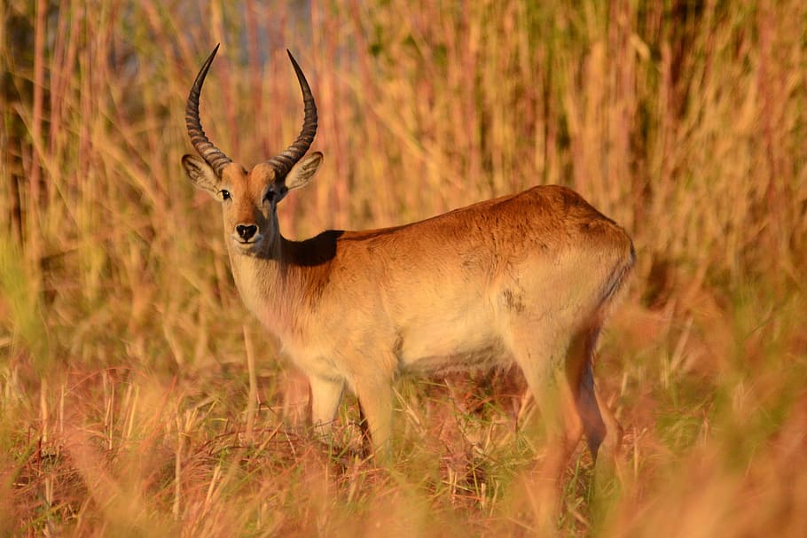 antelope, mammal, botswana, chobe, african, lechwe, animal themes HD wallpaper