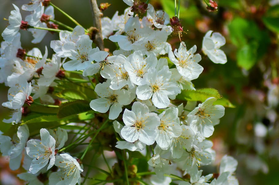 cherry, cherry blossom, spring, white, flower, flowering, tree HD wallpaper