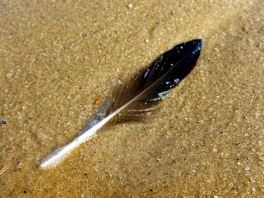 Spring, Bird, Feather, Sand, Small, Black, bird feather, close-up HD wallpaper