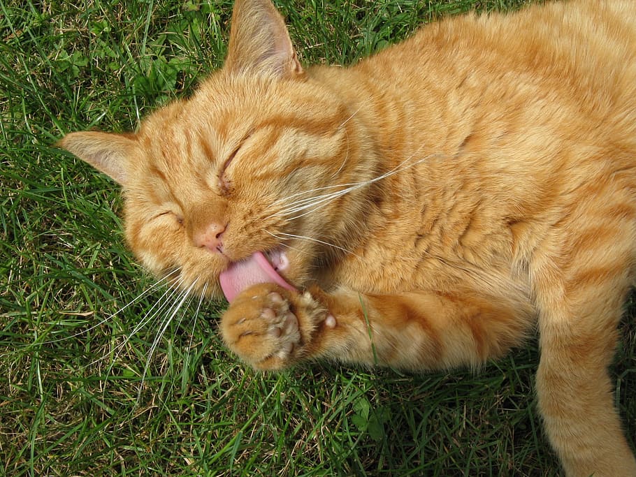 cat, red, orange, animal, domestic cat, pet, tongue, cat tongue HD wallpaper