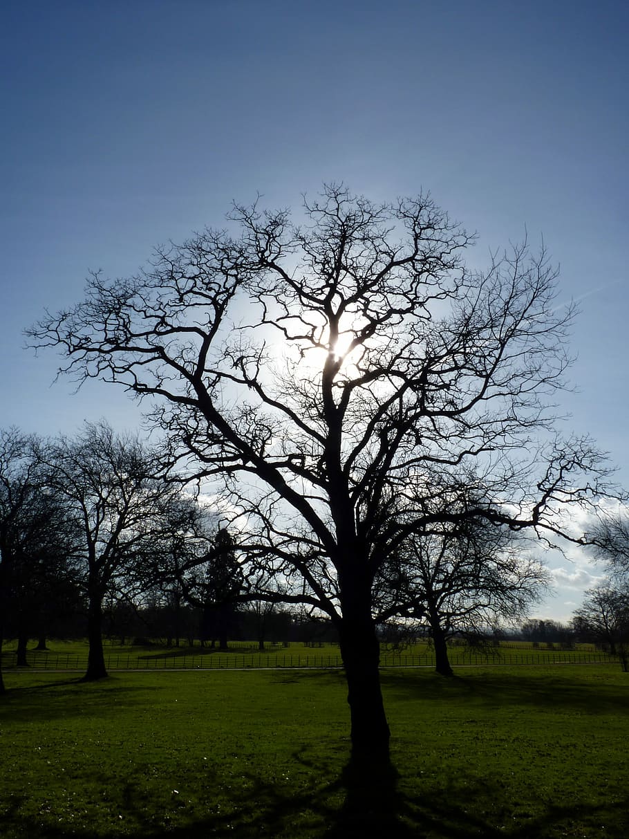 Tree, Sun, Sunshine, Spring, Nature, springtime, landscape HD wallpaper