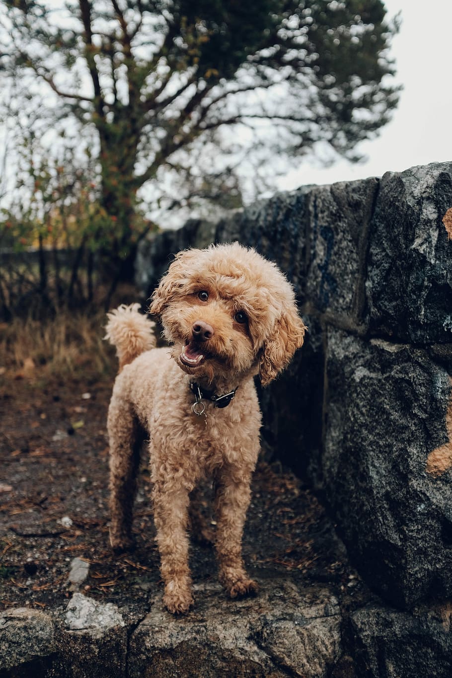 short-coated brown dog, poodle standing on concrete wall, pet HD wallpaper