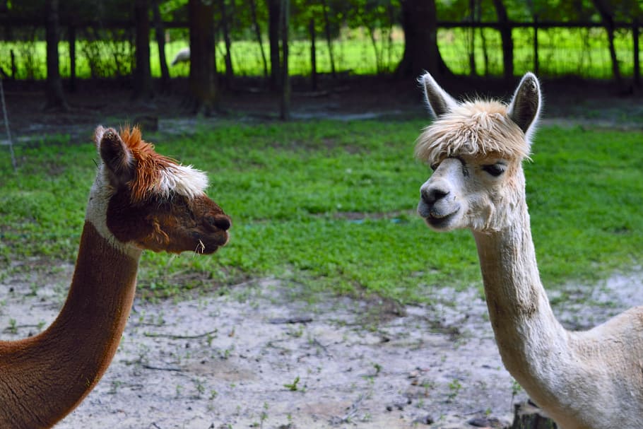 Alpacas, Animals, Nature, animal themes, day, focus on foreground HD wallpaper