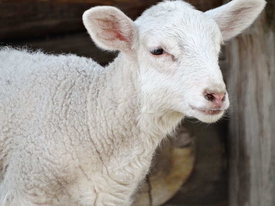 animals, sheep, nature, wool, mammal, livestock, animal themes HD wallpaper