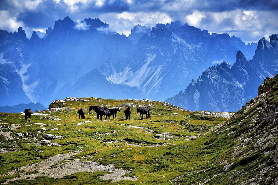 herd of horses on green mountain peak, the three peaks of lavaredo