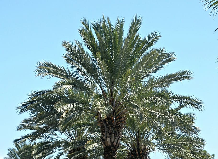 palm tree, palms, sky, tropical, blue, landscape, plant, growth HD wallpaper