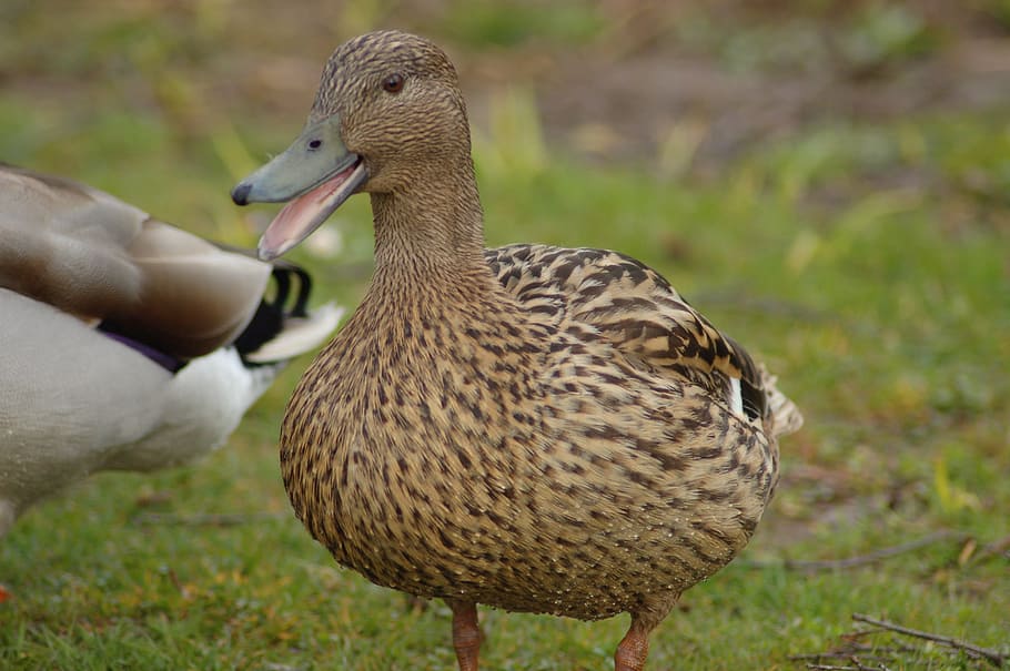 Duck, Bird, Animal, Ducks, animals in the wild, animal themes HD wallpaper