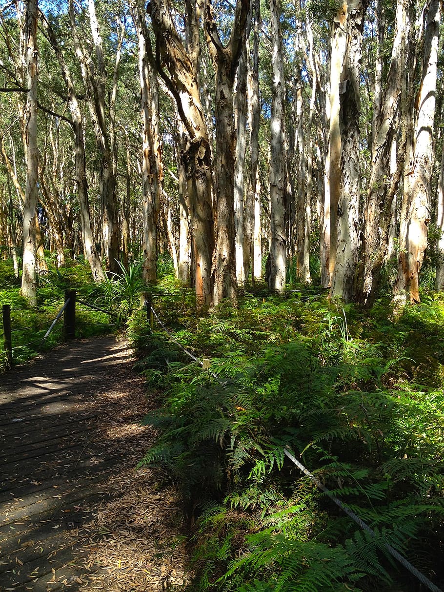 centennial park, sydney, woods, path, tree, plant, forest, growth HD wallpaper