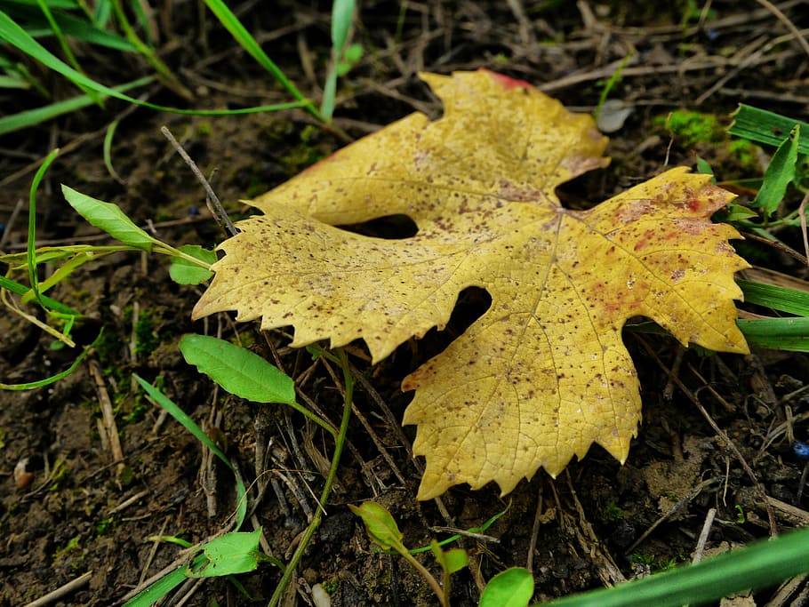 leaves, fall, nature, undergrowth, forest, tree, autumn leaf HD wallpaper