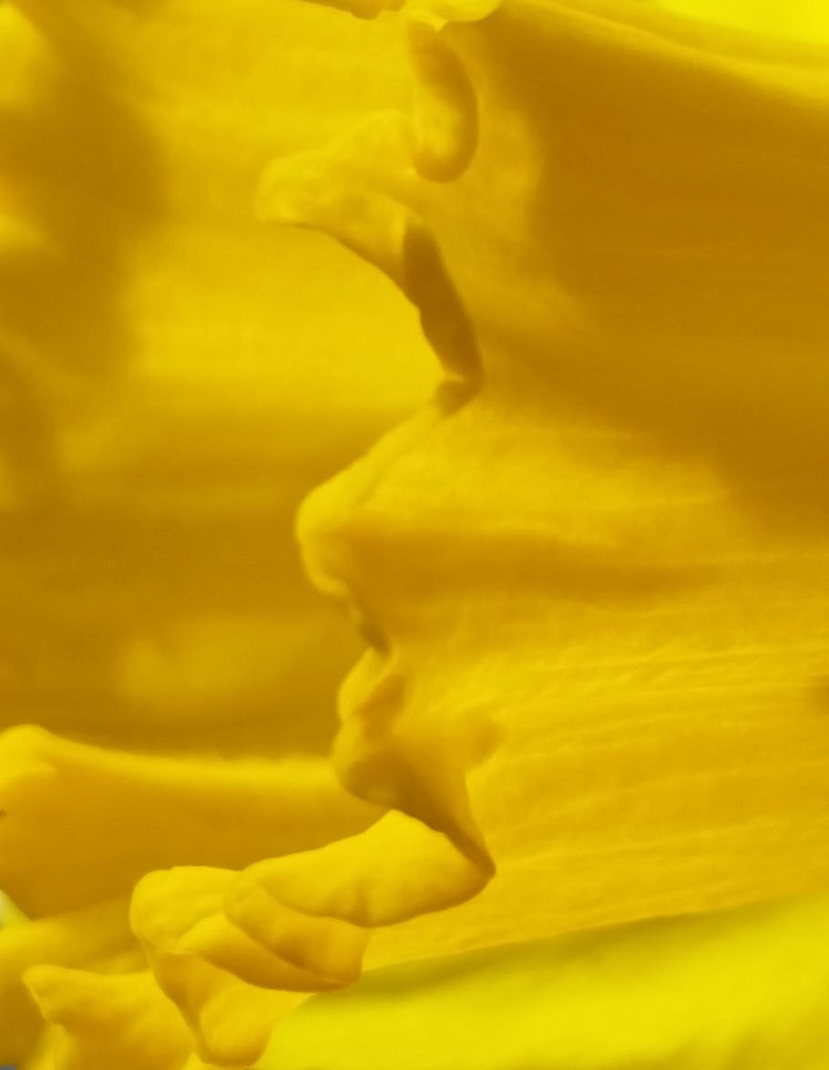 daffodil, yellow, macro, spring, flower, nature, springtime HD wallpaper