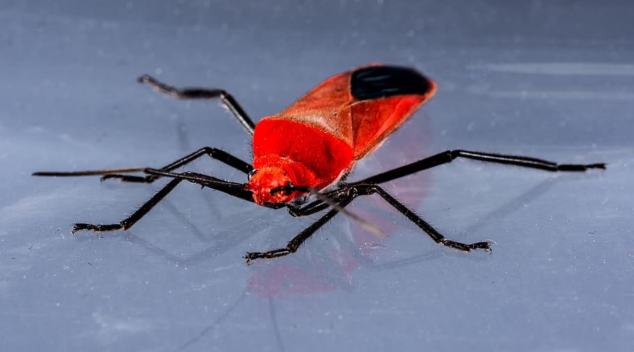 Red Beetle, Insect, Macro, no people, winter, one animal, close-up HD wallpaper
