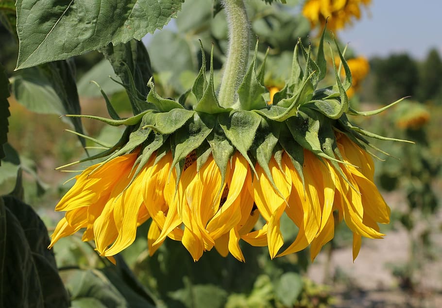 sunflower, head, wilted, field, yellow, bloom, blossom, petals HD wallpaper