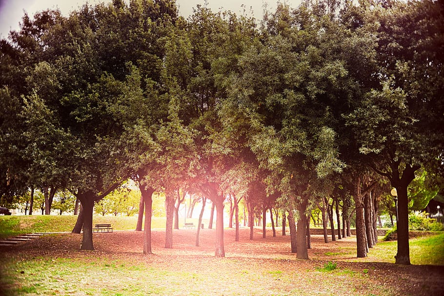 sun, sunshine, trees, grass, lawn, park, plant, growth, nature HD wallpaper
