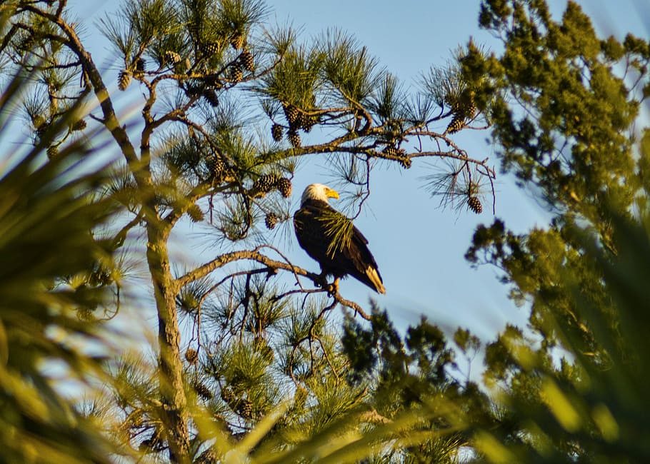 brown bird perching on branch, black bird perching on tree branch HD wallpaper
