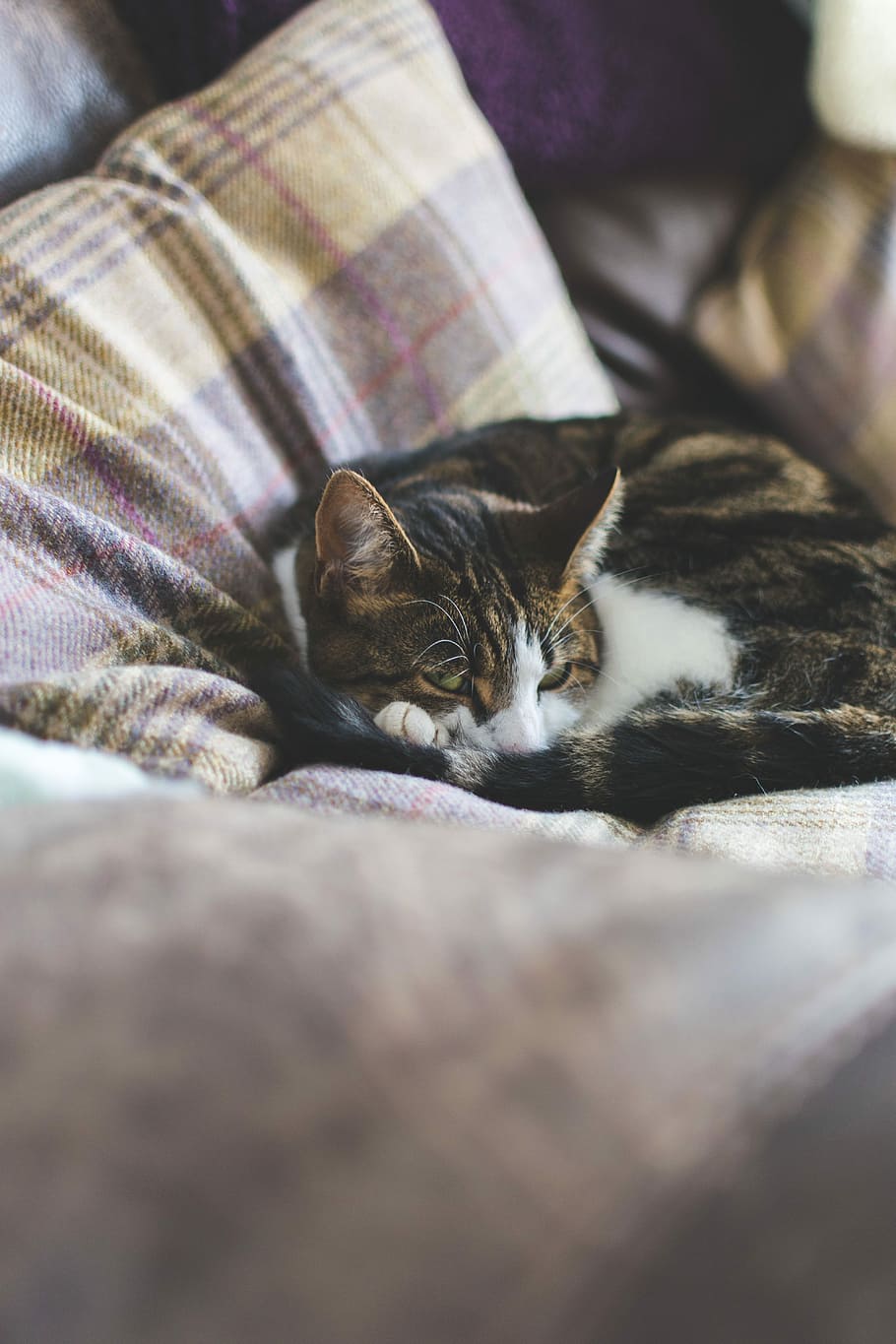 short-fur black cat lying on gray bedspread, calico cat on gray and brown plaid pet bed HD wallpaper