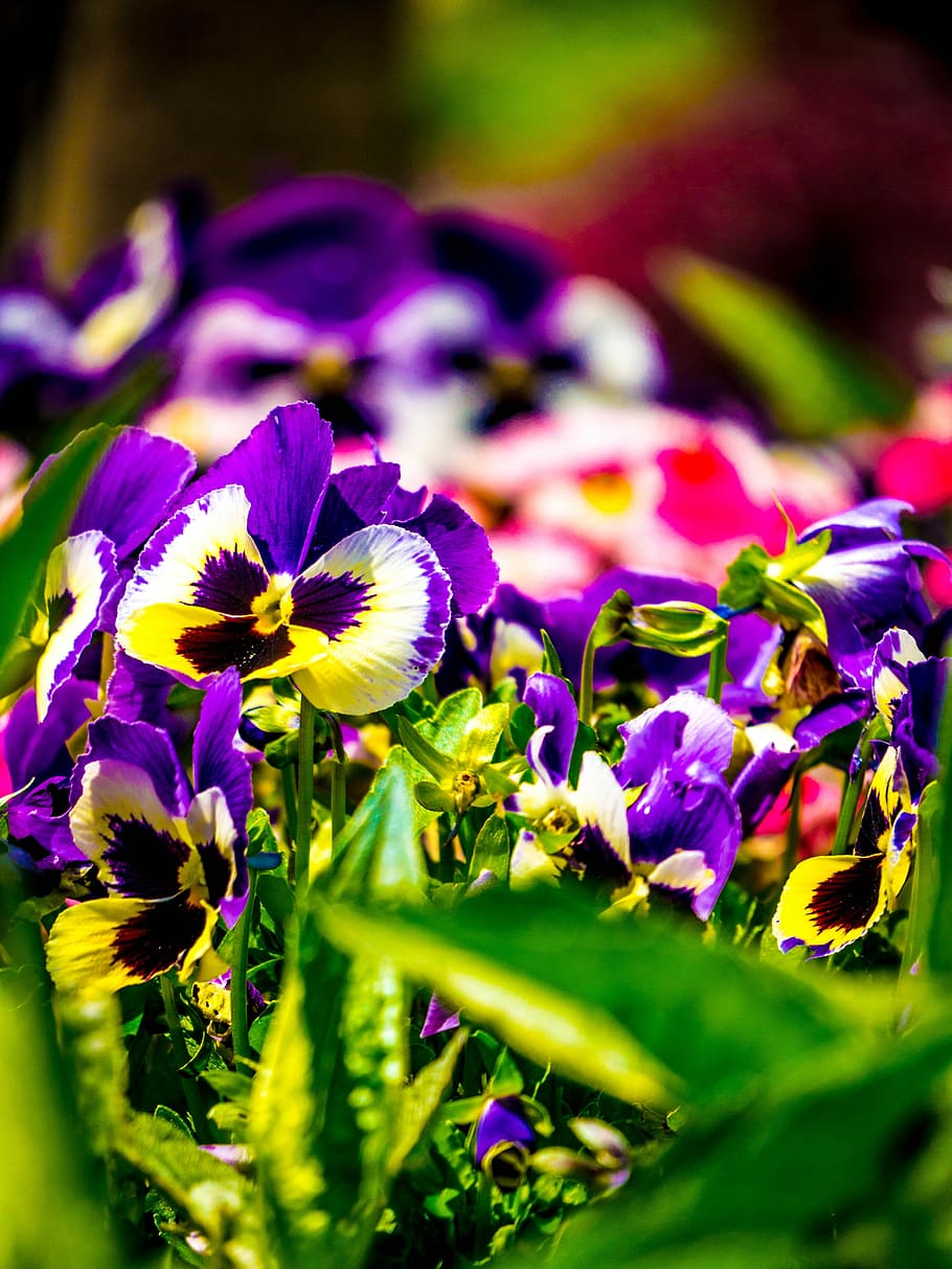 Blossom, Bloom, Violet, Violaceae, bühen, spring flower, purple HD wallpaper