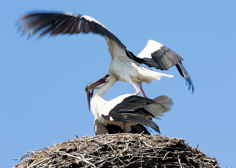 stork, may, spring, nature, animals, landscape, wing, rattle stork HD wallpaper